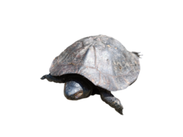 Las tortugas tienen un caparazón duro y caminan lentamente.