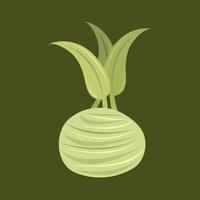 Kohlrabi vector illustration for graphic design and decorative element