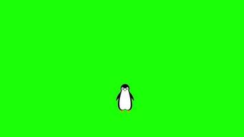 Penguin Cartoon Stock Video Footage for Free Download