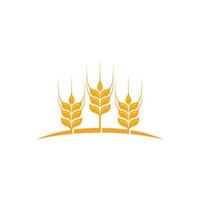 Agriculture wheat vector