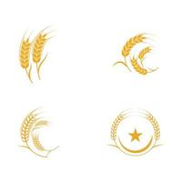 Agriculture wheat vector