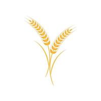 Agriculture wheat vector