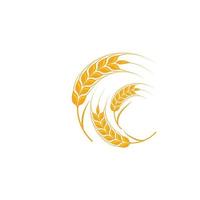 Agriculture wheat vector