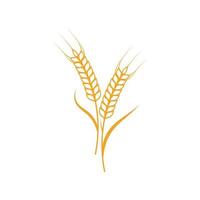 Agriculture wheat vector