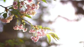 hermosa magnolia rosa floreciente video