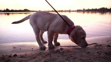 portret van een klein speels hond labrador Aan de strand video