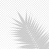 efecto de superposición de hoja de rama de palma sombra transparente. vector