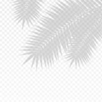 Palm Branch Leaf Overlay Effect Transparent Shadow. Vector