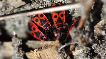 close-up de besouro soldado vermelho na natureza video