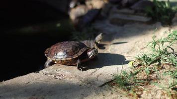 tartarughe crogiolarsi nel il sole video