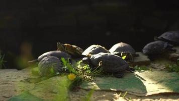 schildpadden genieten in de zon video