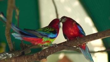 beautiful colored birds parrots outdoors video