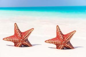 arena blanca tropical con estrellas de mar rojas en agua clara foto