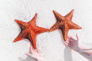 Tropical white sand with red starfish in clear water photo