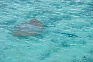 manta raya salvaje en agua de mar clara foto