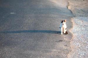 gato tricolor sin hogar en la carretera en grecia foto