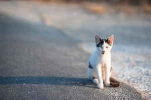 Tricolor homeless cat on the road in Greece photo