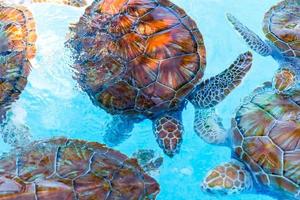 Sea turtles looking from the water in the reserve until they are released into the open sea photo