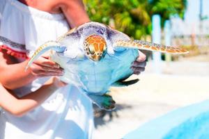 cerrar tortuga marina en manos femeninas en reserva exótica foto