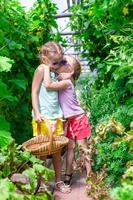 Cute little girls collecting crop cucumbers in greenhouse photo