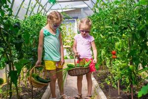 Little girls collecting crop cucumbers in the greenhouse photo