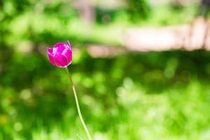 Fresh pink blooming tulip in spring garden photo