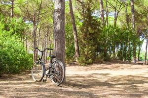 Bicycle near big tree in summer forest photo