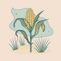 corn plant cultivation with ripe corn cobs vector