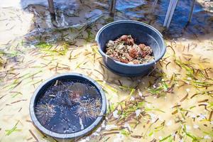 Beautiful colorful seashells in a basin on tropical island photo