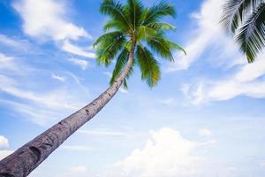 Palmera de coco en la playa de arena de fondo cielo azul foto