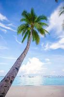 Coconut Palm tree on the sandy beach background blue sky photo