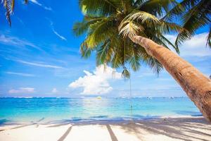 Coconut Palm tree on the sandy beach background blue sky photo