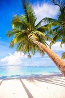Coconut Palm tree on the white sandy beach photo