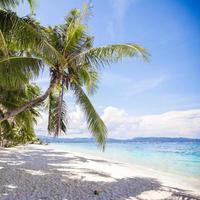 Coconut Palm tree on the white sandy beach photo