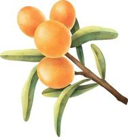 Buckthorn berry illustration. Hand drawn watercolor illustration vector