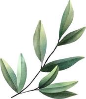 Olive branch element. Hand drawn watercolor illustration vector