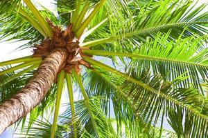 Palmera de coco en la playa de arena de fondo cielo azul foto