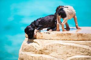 Two homeless puppy on the beach photo