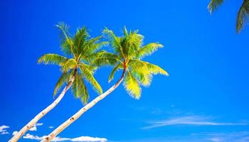 Tropical beach with beautiful palms and white sand photo