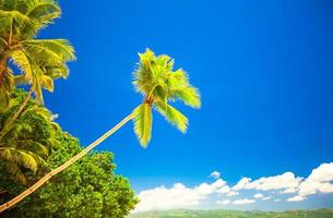 playa tropical con hermosas palmeras y arena blanca foto