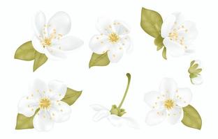 colección de hermosas flores blancas de cerezo sakura con hojas aisladas en un fondo transparente. conjunto de ciruela o flor de manzana, cerezo japonés. Ilustración de vector de diseño de primavera floral.