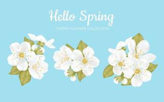 colección de hermosas flores blancas de cerezo sakura con hojas aisladas en fondo azul. conjunto de rama de ciruela o flor de manzana, cerezo japonés. Ilustración de vector de diseño de primavera floral.