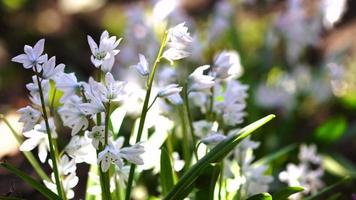 primer plano de hermosas flores blancas florecientes video