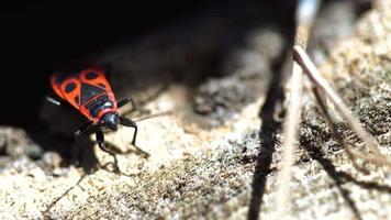 vicino su di rosso soldato scarafaggio nel natura video