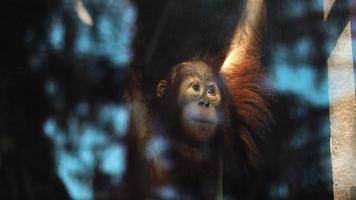 drôle de singe roux derrière la vitre video