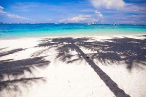 Big shadow palm trees on the white sand beach photo