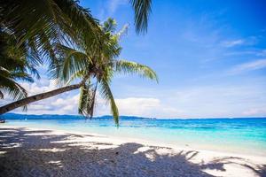 Coconut Palm tree on the white sandy beach photo