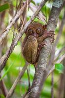Small cute tarsier on the tree in natural environment at Bohol island, Philippines photo