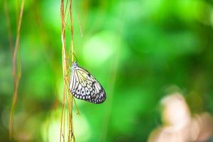 primer plano de una mariposa en una rama con fondo verde foto