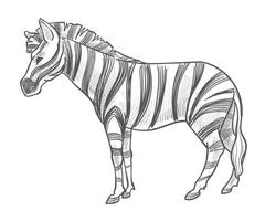 Zebra animal with stripes on fur, wildlife mammal vector